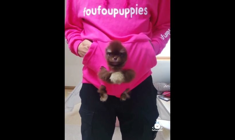 Best Cute Puppies Doing Funny Things|Cutest Puppies 2021#559.