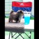 Best Cute Puppies Doing Funny Things|Cutest Puppies 2021#561.