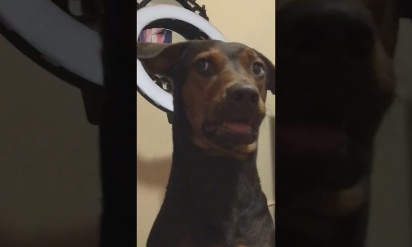 Best Cute Puppies Doing Funny Things|Cutest Puppies 2021#565.