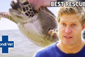 Best WILD ANIMAL RESCUES! | Compilation | Bondi Vet