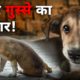 Best way to deal with angry people | Dog Rescue | Robin Singh