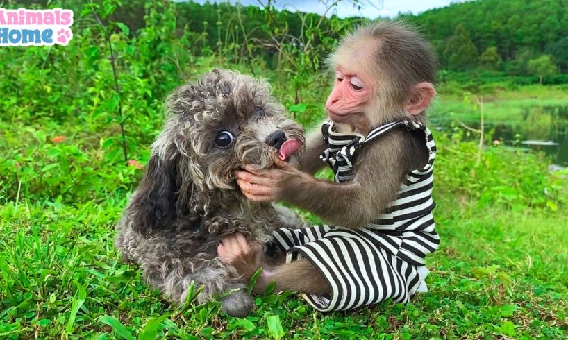 BiBi has fun play with Bely dog in the meadow