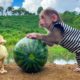 Bibi finds watermelon to feed the duckling