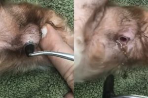 Botfly Removal From A Maltese Dog's Foot