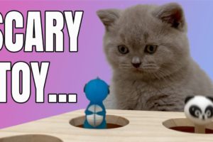 British Shorthair Kitten Lilac Playing With Animals From Cat Toy 😹 Too Cute Too Funny Cat Videos