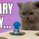 British Shorthair Kitten Lilac Playing With Animals From Cat Toy 😹 Too Cute Too Funny Cat Videos