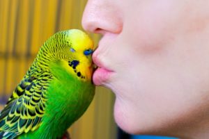 Budgie Talks To Owner To Stop Feeling Lonely | Pets: Wild At Heart | BBC Earth