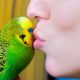 Budgie Talks To Owner To Stop Feeling Lonely | Pets: Wild At Heart | BBC Earth