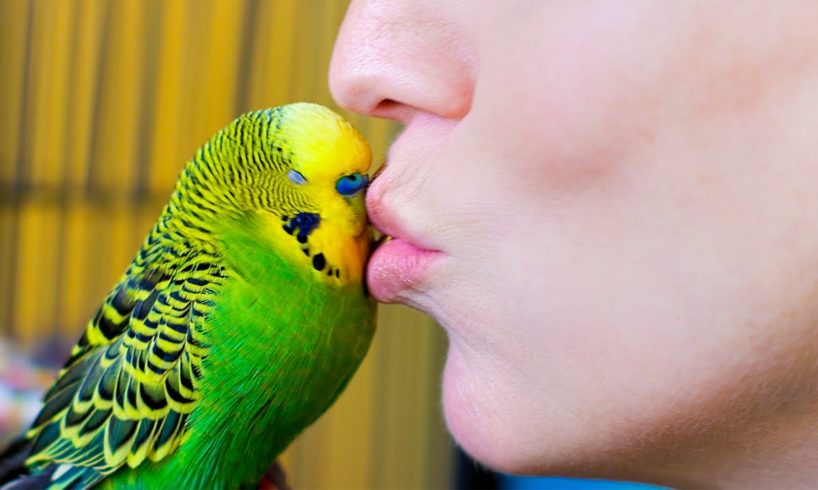 Budgie Talks To Owner To Stop Feeling Lonely | Pets: Wild At Heart | BBC Earth