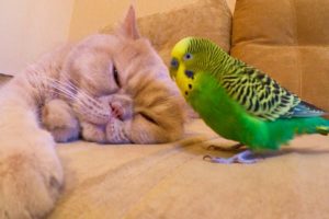 Budgie and cat are best friends. Funny animals.