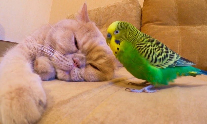 Budgie and cat are best friends. Funny animals.
