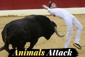 Bull Race | Fails of The Week | In English In Urdu | Lovewalisarkar