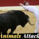 Bull Race | Fails of The Week | In English In Urdu | Lovewalisarkar