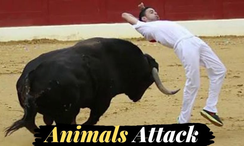 Bull Race | Fails of The Week | In English In Urdu | Lovewalisarkar