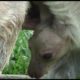 CUTE BABY ANIMALS - Kangaroo - FUNNY ANIMALS