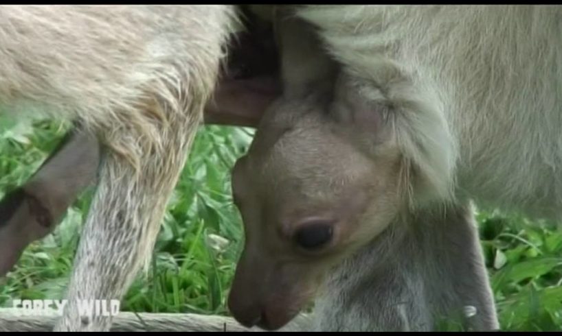 CUTE BABY ANIMALS - Kangaroo - FUNNY ANIMALS