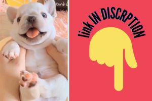 CUTE DOGS,CUTE CATS,HONEST ANIMAL,CUTE ANIMAL,FUNNY ANIMAL,PLAYING ANIMAL,FUNNY ANIMAL