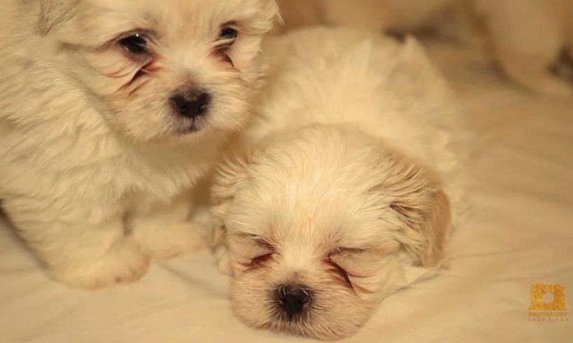 CUTEST PUPPIES PLAYING - FUNNIEST - 5 WEEKS OLD