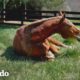 Caballo gigante rescatado disfruta de la jubilación después de 20 años de trabajo | El Dodo