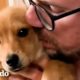 Cachorro tímido se abraza con su papá de paso por primera vez | El Dodo