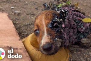 Cachorros atrapados en alquitrán reciben un baño de 3 días | El Dodo