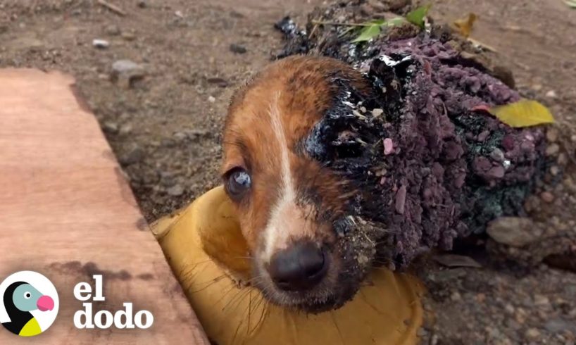 Cachorros atrapados en alquitrán reciben un baño de 3 días | El Dodo