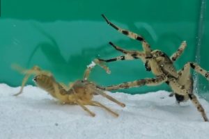 Camel Spider VS Tarantula | Animal Fights