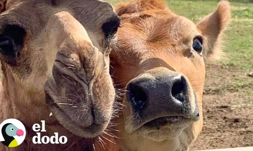 Camello rescatado y sin amigos encuentra una bonita amistad con una pequeña vaca | El Dodo