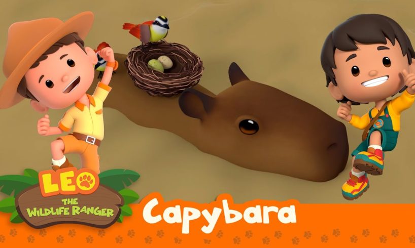 Capybara | JUNGLE FIRE! Get Them to Safety, Leo! | Friendly Animals | Leo the Wildlife Ranger | Kids