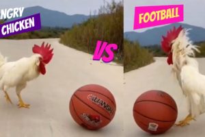 Chicken Playing Football (=_+) ~~~SHOW YOUR LOVE~~~#animals #shorts #BKYT #funnychicken