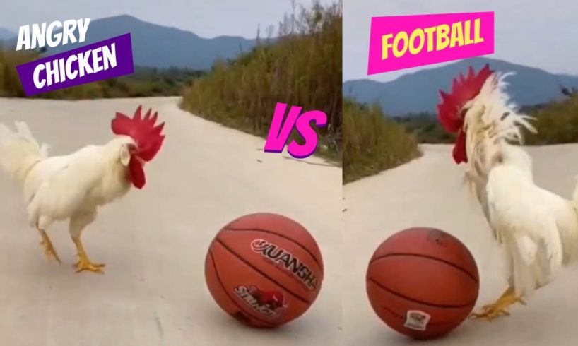 Chicken Playing Football (=_+) ~~~SHOW YOUR LOVE~~~#animals #shorts #BKYT #funnychicken