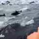 Cientos de delfines rodean repentinamente este barco | El Dodo