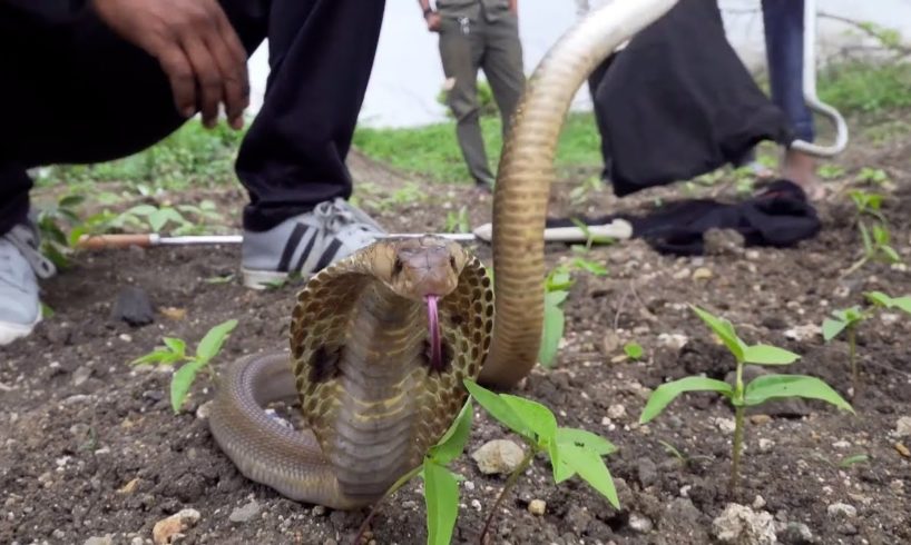 Cobra atrapada bien recibe ayuda - y una invitación para volver a casa | El Dodo