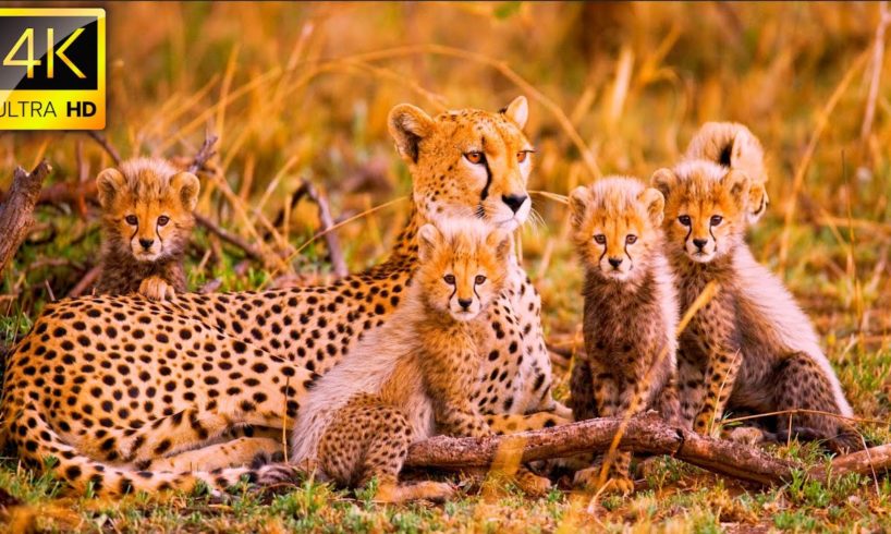 Collection of Beautiful Animals in 4K UHD Video with Relaxing Music