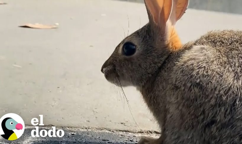 Conejo atascado en una pista de patinaje recibe ayuda de un hombre amistoso | El Dodo
