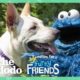 Cookie Monster Helps A Lonely Shelter Dog Find A Girl Who Loves Him!