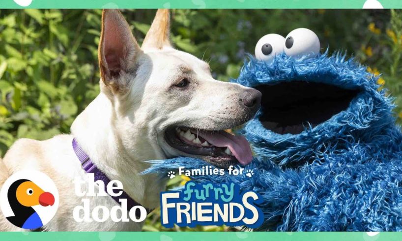 Cookie Monster Helps A Lonely Shelter Dog Find A Girl Who Loves Him!