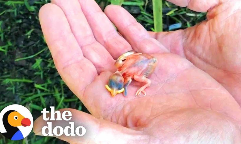 Couple Finds Tiny Sparrow After A Storm | The Dodo Little But Fierce