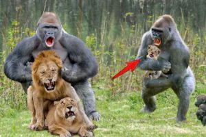 Craziest Fights Of Wild Animal In Africa►► Gorilla vs Lion, Hippo vs Wild Dogs, Rhino Fighting...