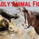 Crazy Animal Fights! Messing with the wrong kind