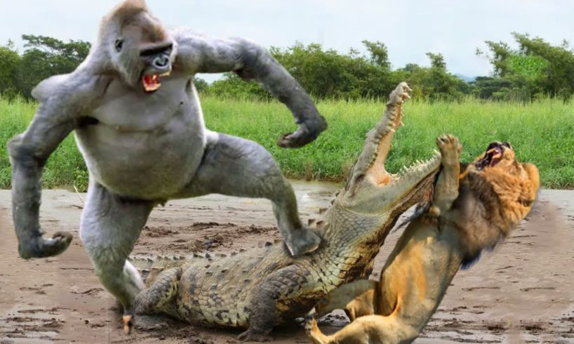 Crocodile clumsy - Crocodile bit his prey in failure , Crocodile is constantly tortured by prey