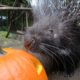 Cute Animals Play With Pumpkins