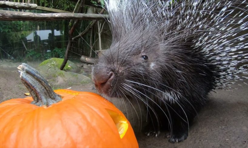 Cute Animals Play With Pumpkins