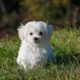 Cute Baby Puppies Video Compilation, Cutest Moment of the Puppies ## Cutest Puppies