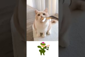 Cute Cat playing Flute😍 | Cute | Funny | Animals | Birds | Subscribe | #shorts