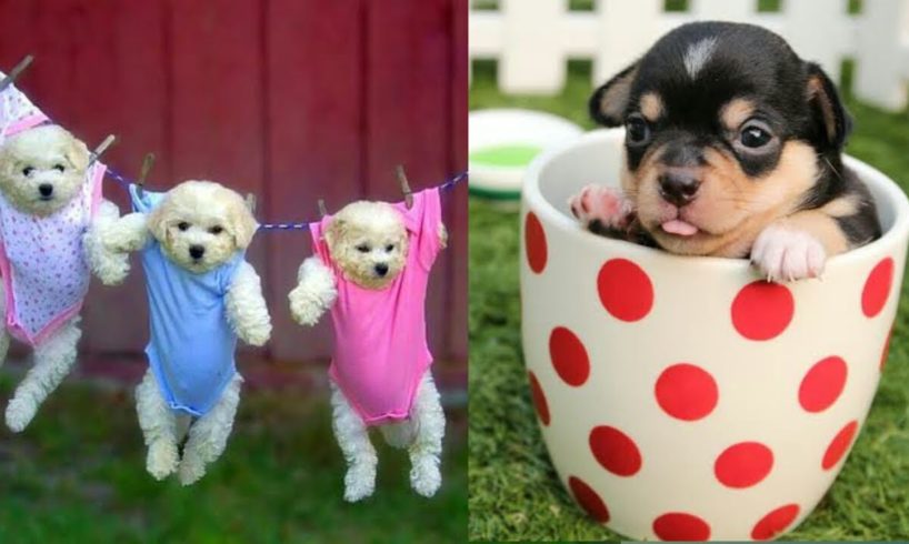 ♥️Cute Puppies Doing Funny Things 2020♥ #1  Cutest Dogs