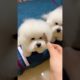 Cute Puppies Doing Funny Things! Baby Dogs Cute and Funny Dog Videos