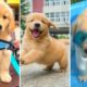 💖Cute Puppies Doing Funny Things🐶 Cutest Baby Dogs 🥰 Cute and Funny Dog Videos Compilation
