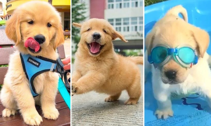 💖Cute Puppies Doing Funny Things🐶 Cutest Baby Dogs 🥰 Cute and Funny Dog Videos Compilation