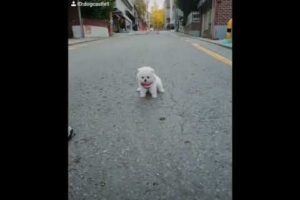 Cute Puppies Doing Funny Things|Cutest Puppies 2021#451.